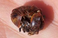 Loboglomeris rugifera