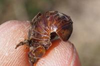 Loboglomeris rugifera