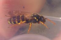 Nomada