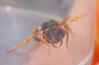 Nomada