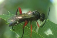 Macrophya diversipes