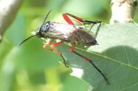 Macrophya diversipes