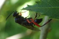 Macrophya diversipes