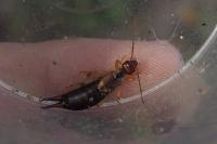 Forficula auricularia