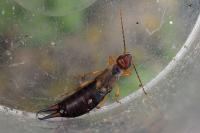 Forficula auricularia