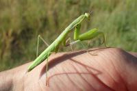 Mantis religiosa
