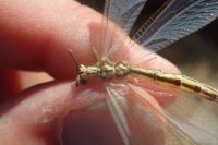 Myrmecaelurus trigrammus