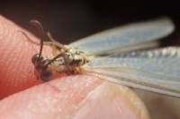 Myrmecaelurus trigrammus