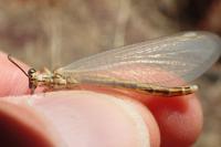 Myrmecaelurus trigrammus