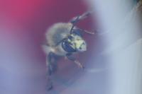 Anthophora plumipes