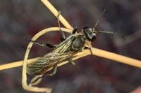 Prionyx lividocinctus