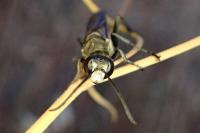 Prionyx lividocinctus