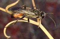 Prionyx lividocinctus