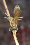 Prionyx lividocinctus