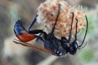 Prionyx lividocinctus