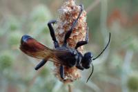 Prionyx lividocinctus