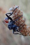Prionyx lividocinctus