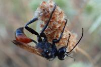 Prionyx lividocinctus