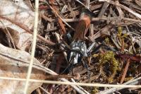 Hoplammophila armata