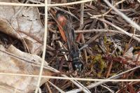 Hoplammophila armata