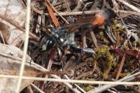 Hoplammophila armata