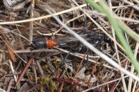 Hoplammophila armata