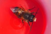 Osmia bicornis