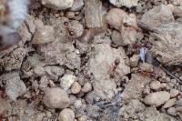 Pheidole pallidula