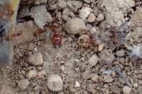 Pheidole pallidula