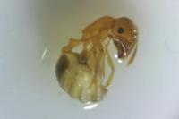 Temnothorax parvulus