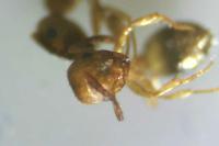 Temnothorax parvulus