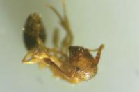 Temnothorax parvulus