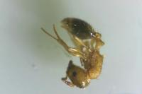 Temnothorax parvulus