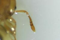 Temnothorax parvulus