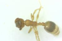 Temnothorax parvulus