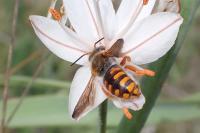 Rhodanthidium sticticum