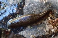 Haemopis sanguisuga