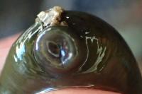 Haemopis sanguisuga