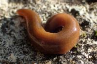 Dina punctata