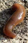 Dina punctata