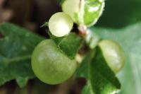 Neuroterus quercusbaccarum