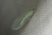 Apertochrysa
