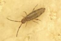 Willowsia nigromaculata