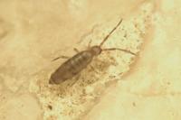 Willowsia nigromaculata