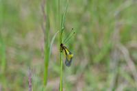 Libelloides coccajus