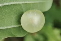 Neuroterus quercusbaccarum