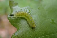 Periclista lineolata