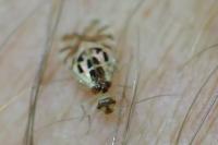 Graphopsocus cruciatus