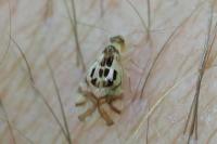 Graphopsocus cruciatus