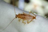 Planuncus vinzi